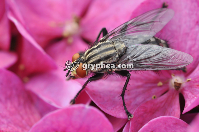 Mouche (Calliphora erythrocephala) - gryphea.com